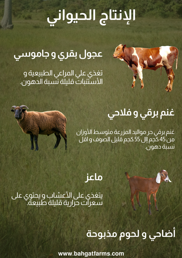 4. Egypt Catalog Live Stock